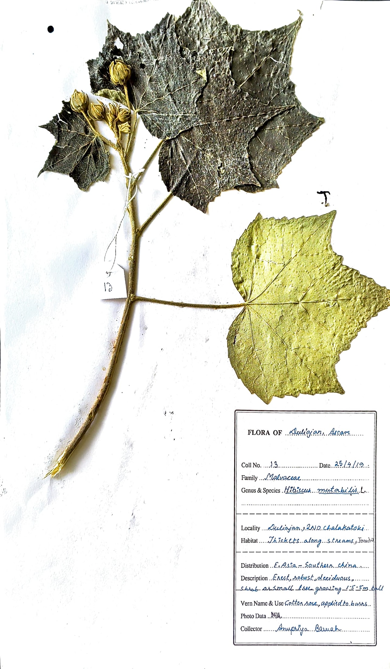 Sthalapadma (Ass.) (Herbarium)